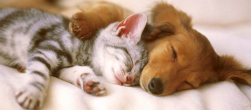 Pets can cause life threatening diseases. [Image Credit: Kitty.green66 / Flickr]