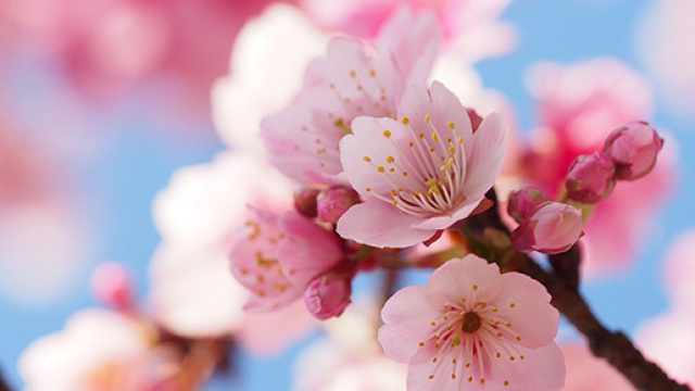 Alberi in fiore durante la primavera