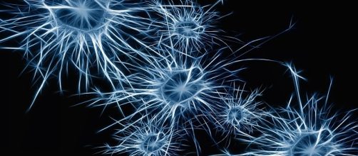 Aspecto gr&aacute;fico de una neurona. Public Domain.