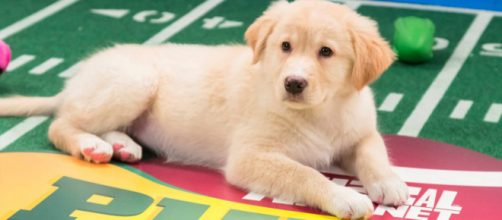 The pups are ready for action! - [Image via Animal Planet / YouTube screencap]