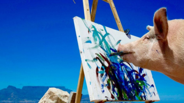 Pigcasso: prima mostra per il maiale artista.