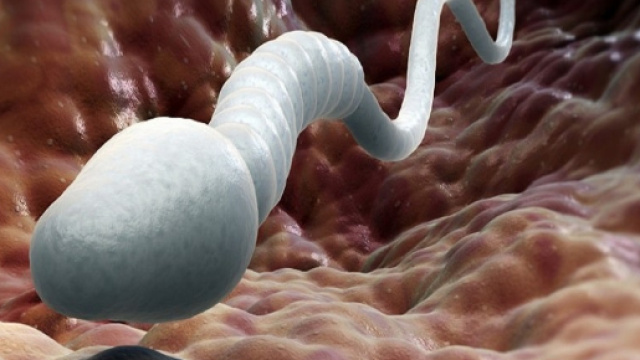 Fertilit&agrave; maschile: i rischi per il concepimento