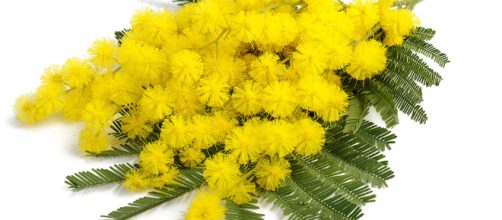 Best in Show: Perfumes de Mimosa (2016) ~ Best in Show - fragrantica.es