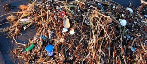 Pieces of plastic on a beach in San Francisco. - [Image credit &ndash; Kevin Krejci, Wikimedia Commons]
