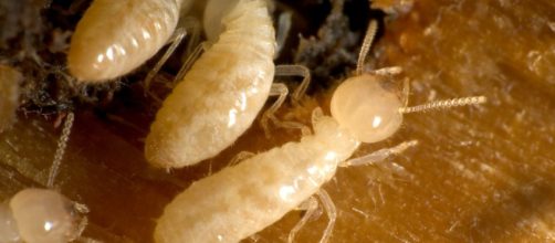 Termitas subterr&aacute;neas trabajando