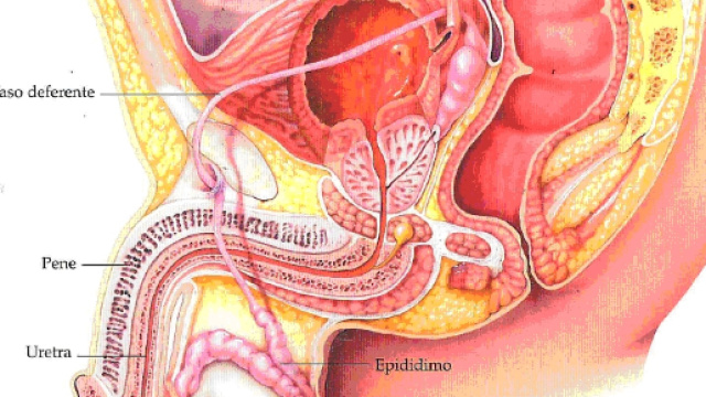 Fertilit&agrave; maschile gli Pfas incidono sul testosterone
