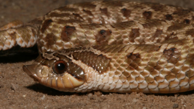 Immagine di un serpente velenoso.