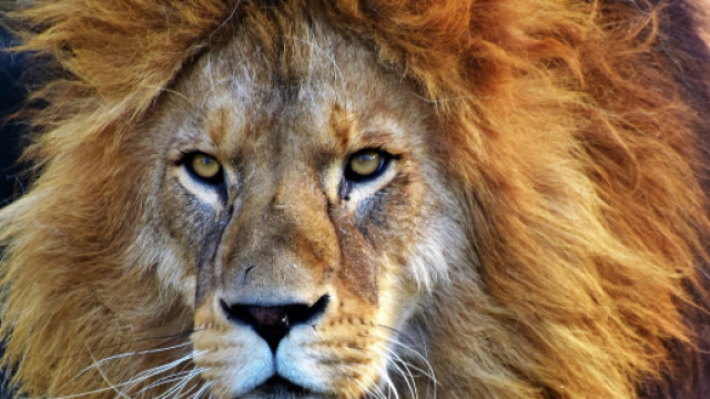 Un gruppo di leoni terrorizza i visitatori di un parco