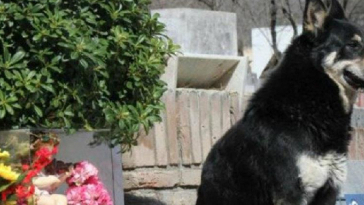 Addio Capitàn, morto dopo 12 anni di veglia sulla tomba del padrone