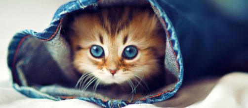 Quieres mejorar tu estado de &aacute;nimo? Mira v&iacute;deos de gatitos