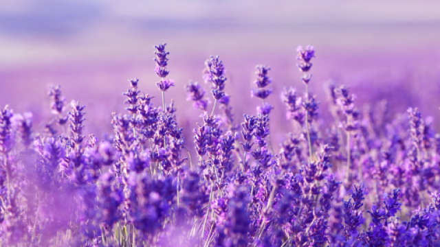 La pianta della lavanda &egrave; un simbolo di benessere.