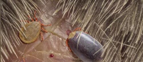 Asian Tcks - image credit - R Sanisidro/Nature Communication via Tomo News US | YouTube