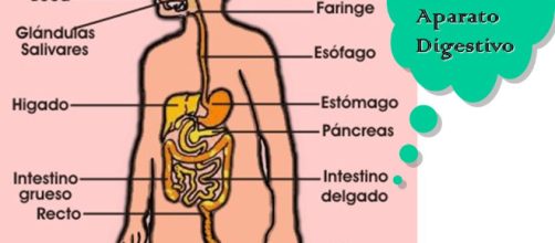 El aparato digestivo es vital para la nutrici&oacute;n humana. - blogspot.com