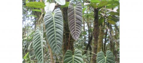 The Family Araceae of Colombia
