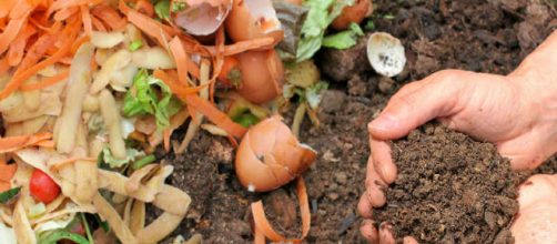C&oacute;mo preparar abono para las plastas con los residuos de la casa