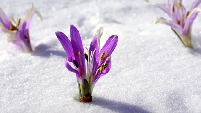 Passato il Burian, prepariamoci ad accogliere la primavera