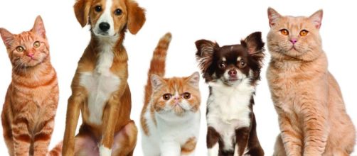 Remedios caseros para nuestras mascotas.