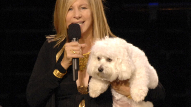 Barbra Streisand e la clonazione del suo cane Samantha - huffingtonpost.it