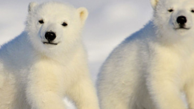 Polar Bear Day: la giornata dedicata alla tutela degli orsi polari
