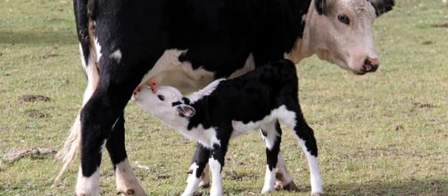 &iquest;Qu&eacute; esconde la leche de vaca?