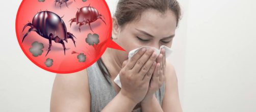 Elimina para siempre de tu cama y ropa la presencia de &aacute;caros