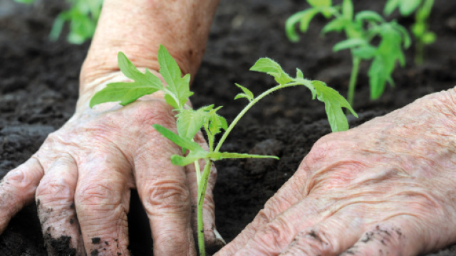 Le scelte del governo hanno dato valore all'agricoltura (Foto: - tp24.it)