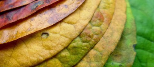 FyQ, ECOLOG&Iacute;A, M&Eacute;TODOS DE LA CIENCIA. MIGUEL SALAZAR ... - blogspot.com