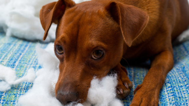 Cani mordono specialmente gli ansiosi: lo studio inglese