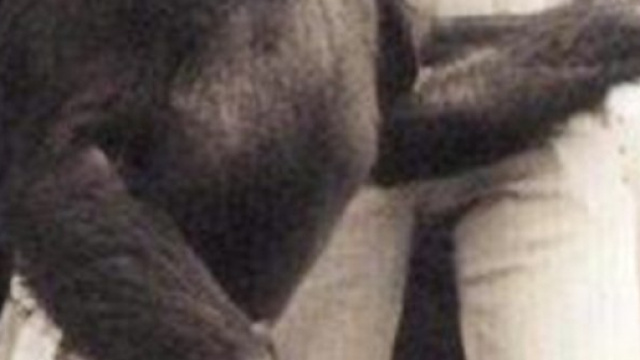 nella foto Oliver lo scimpanz&egrave; che stup&igrave; il mondo (fonte thesun.co.uk)