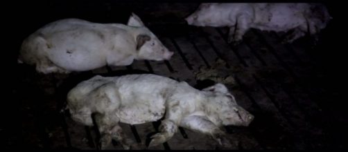 "Stranger Pigs", el programa de Salvados sobre la industria carnita en Espa&ntilde;a