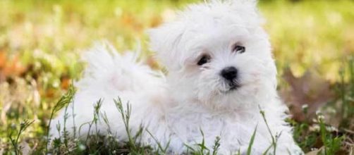 O cachorro ideal para Escorpi&atilde;o &eacute; o D&aacute;lmata