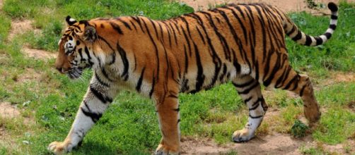 Scottish police were red-faced after a 45-minute armed standoff with a stuffed tiger toy [Image credit Pexels]