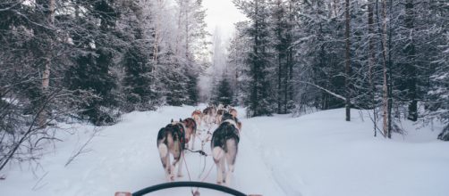 Sled Dog team - Photo by fox jia on Unsplash