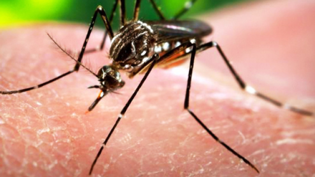 Allarme virus Zika, ultime notizie