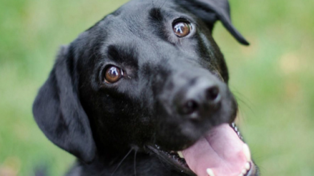 I cani hanno memoria? - Almo Nature - almonature.com