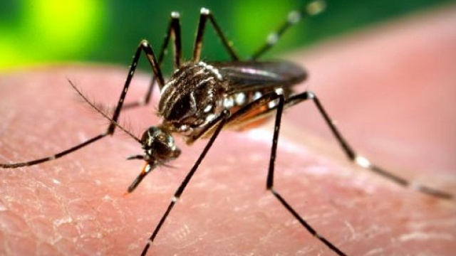 L&rsquo;Aedes aegypti, arriva in Europa la zanzara della febbre gialla e del virus Zika
