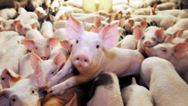 Nuova vittima della influenza suina