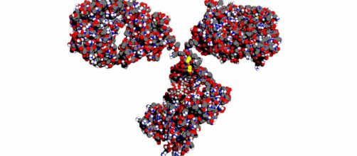 Anticuerpos: estructura y funci&oacute;n - Biolog&iacute;a - infobiologia.net