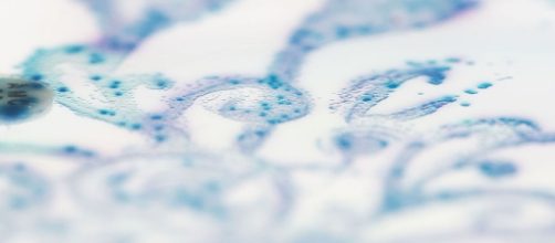 Gut bacteria. (Image via Dr. Nicola Fawcett/Wikimedia Commons used under CC BY-SA 4.0.)