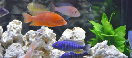 New discoveries about the evolution of fish. [Image via John Tuttle]