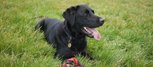 Black Labrador - Brett Jordan via Pexels