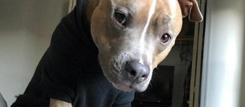 Leela the quirky and adorable Pit Bull pup that even vets don&rsquo;t get Image Credits: Leela | Imgur user xsoup4you |