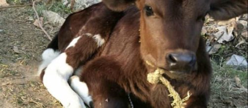 Cows (Image Credits: Slakro/ Reddit user)