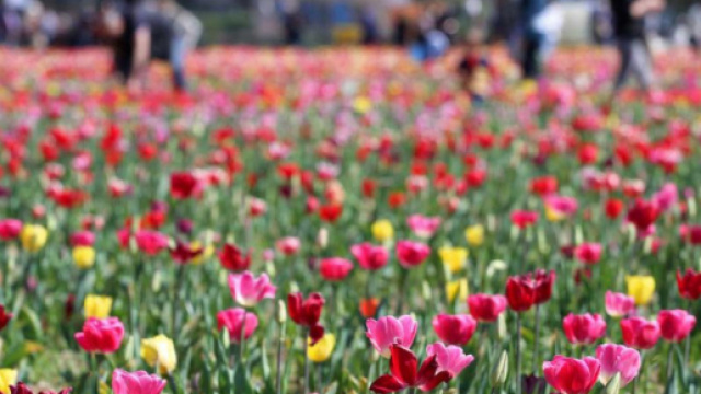 Campo di tulipani a Cornaredo, alle porte di Milano