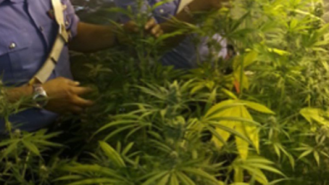 Coltivazione piante marijuana: arrestato 46enne a Reggio Calabria - latinatoday.it