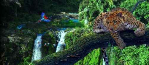 A Floresta Amaz&ocirc;nica &eacute; repleta de biodiversidade