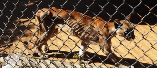 Cadav&eacute;ricos cuerpos exhiben los animales de los zool&oacute;gicos venezolanos