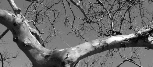 &iquest;Qu&eacute; es ser codo? &iquest;Quieres saberlo?