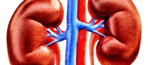 Ejemplo Humano De La Anatom&iacute;a De Los Ri&ntilde;ones Stock de ilustraci&oacute;n ... - dreamstime.com