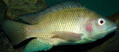 Piel de pescado, el remedio brasile&ntilde;o para combatir las quemaduras